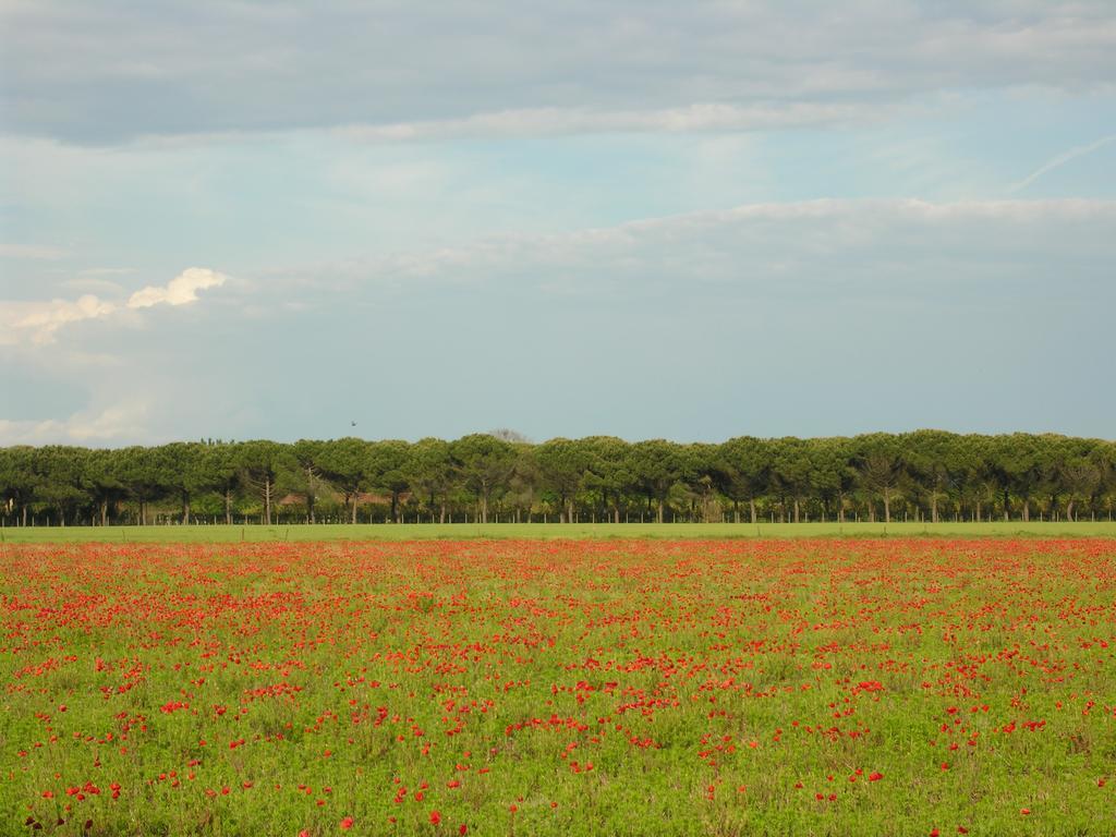 Appartamenti Villaggio San Siro بيبيوني المظهر الخارجي الصورة